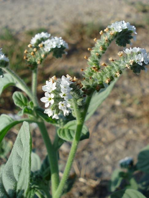 Heliotropiutm eropaeum