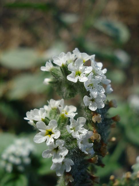 Heliotropiutm eropaeum