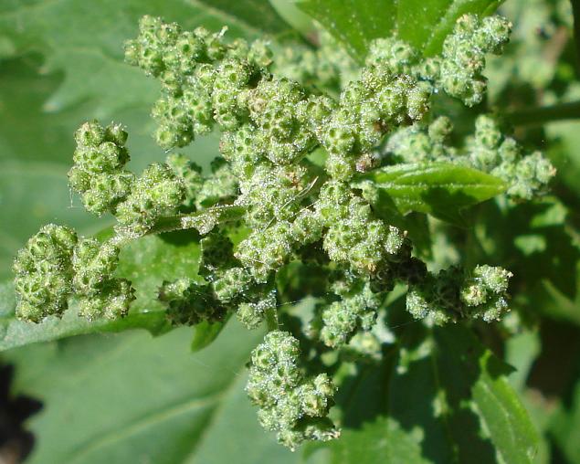 Chenopodiastrum (=Chenopodium) murale / Farinello murale