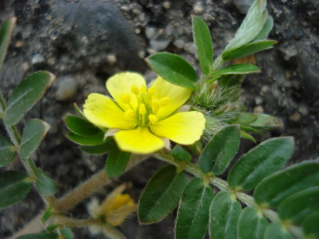 Tribulus terrestris / Tribolo