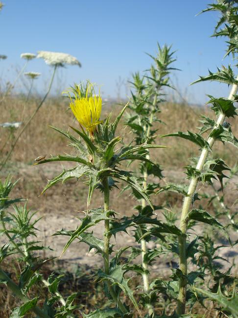 Carthamus lanatus