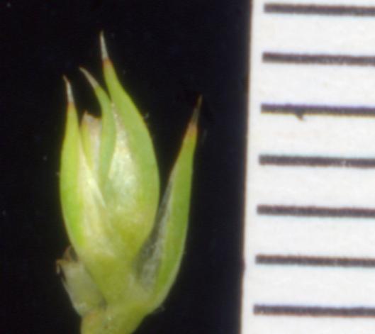 Amaranthus retroflexus L. / Amaranto comune