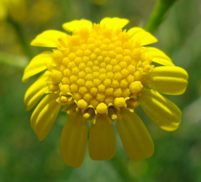 Jacobaea aquatica (= Senecio erraticus) /Senecione dei fossi