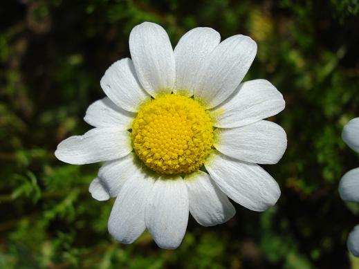 Chamaemelum fuscatum (=Anthemis praecox) / Camomilla precoce