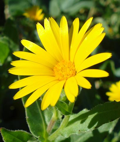 Calendula arvensis / Fiorrancio selvatico