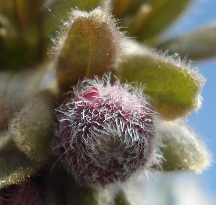Cynoglossum clandestinum / Lingua di cane villosa