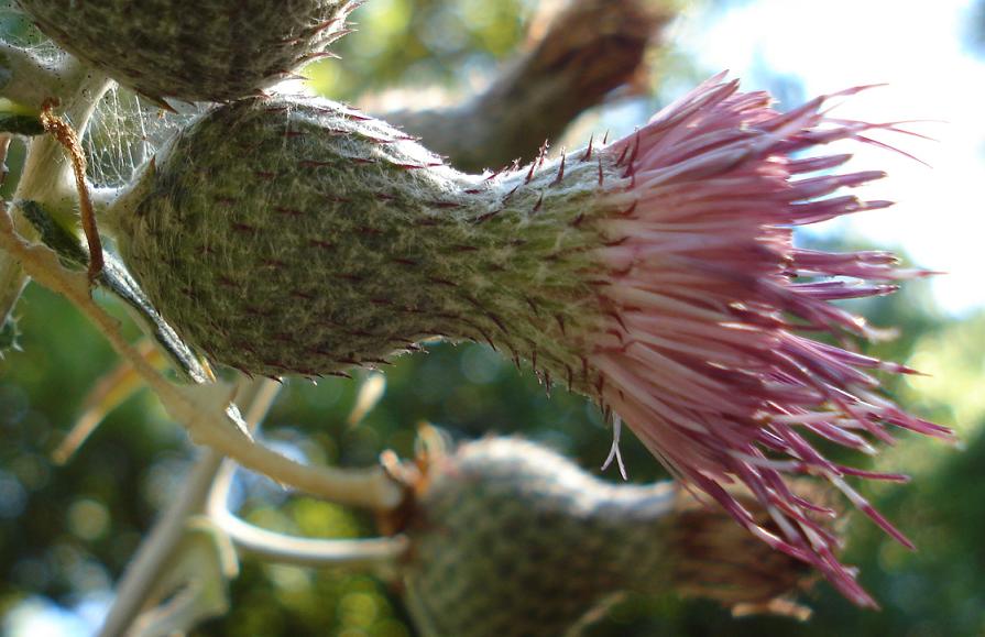 Cirsium scabrum / cardo scabro