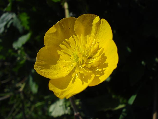 Ranunculus macrophyllus / Ranuncolo macrofillo