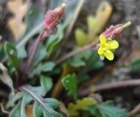 Diplotaxis muralis / Ruchetta dei muri