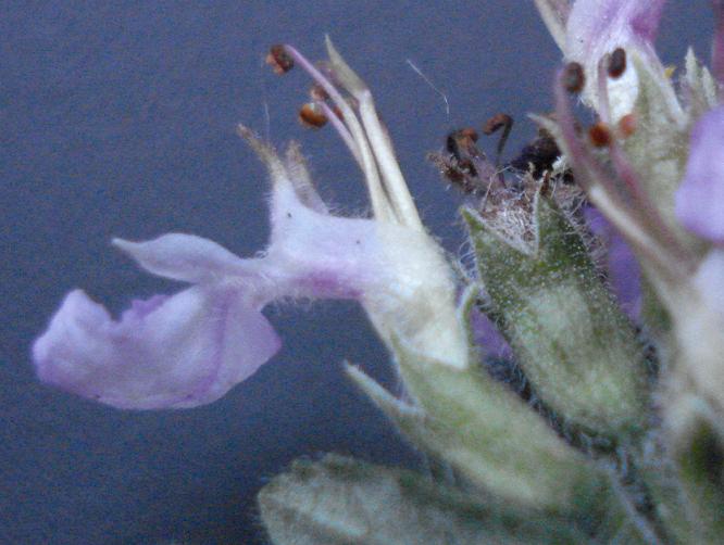 Teucrium chamaedrys.