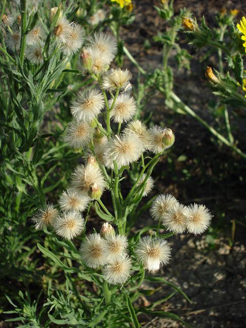 Erigeron sumatrensis