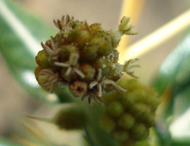Xanthium spinosum / Nappola spinosa