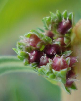 Amaranthus blitoides  / Amaranto blitoide