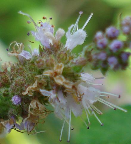 Mentha suaveolens ssp. insularis