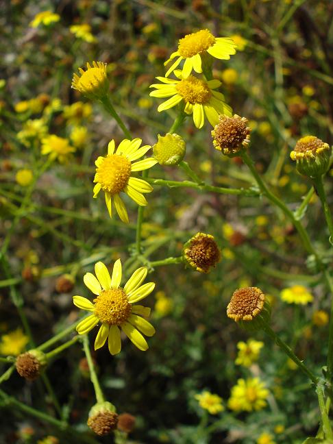 Jacobaea aquatica (= Senecio erraticus) /Senecione dei fossi