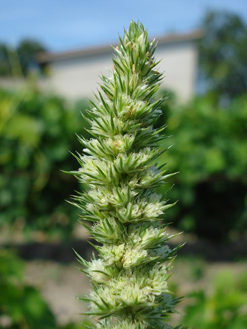 Amaranthus cfr.hybridus
