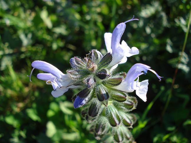 Salvia clandestina