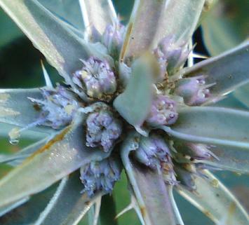 Eryngium barrelieri.