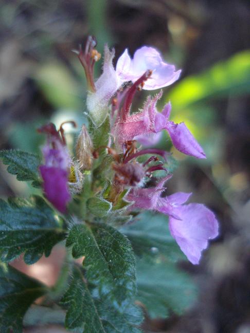 Teucrium chamaedrys.