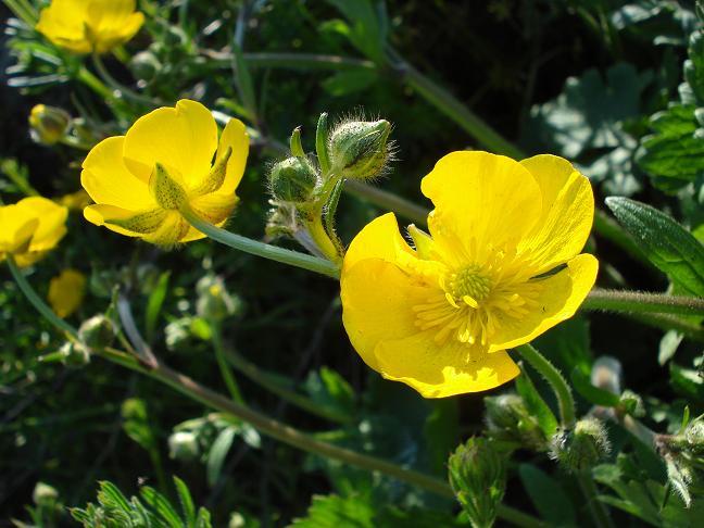 Ranunculus macrophyllus / Ranuncolo macrofillo