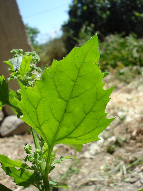 Chenopodiastrum (=Chenopodium) murale / Farinello murale