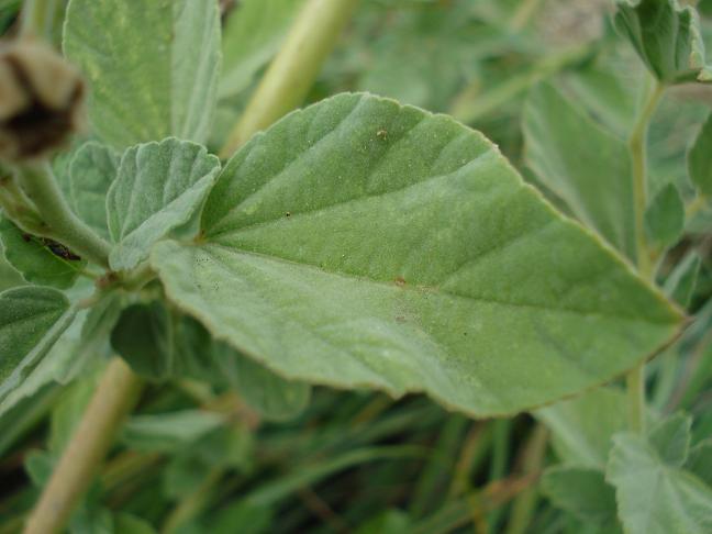 Althaea officinalis