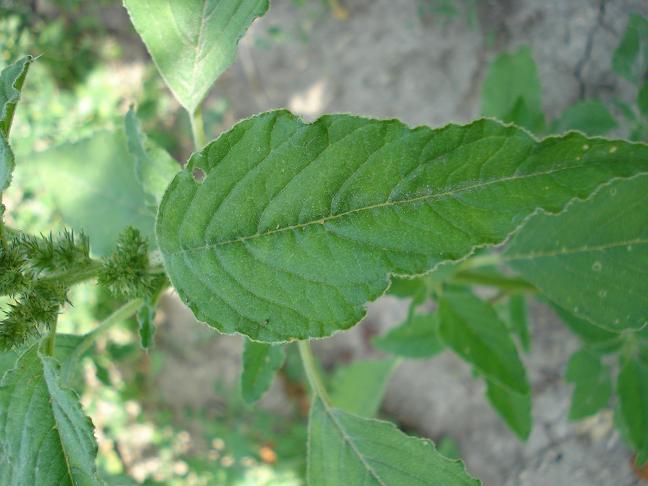 Amaranthus cfr.hybridus