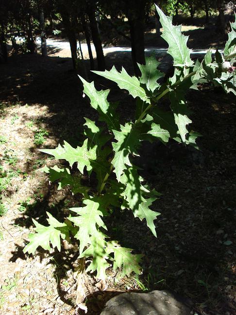 Cirsium scabrum / cardo scabro