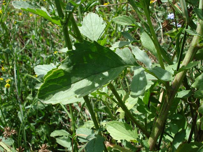 Jacobaea aquatica (= Senecio erraticus) /Senecione dei fossi