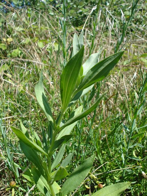 Saponaria officinalis