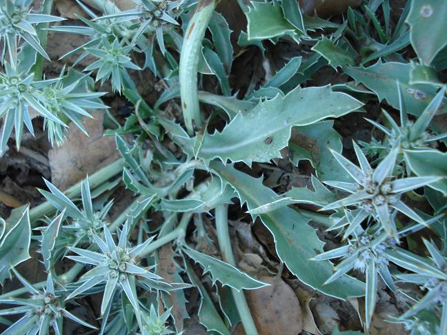 Eryngium barrelieri.
