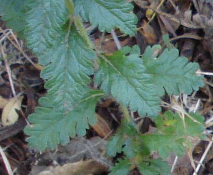 Teucrium chamaedrys.