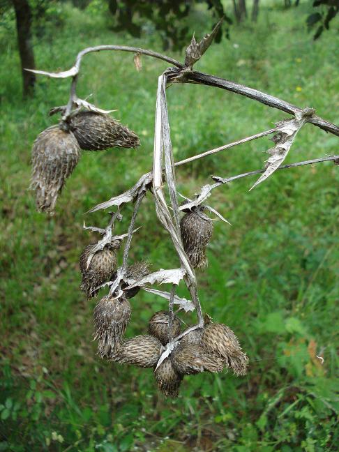 Cirsium scabrum / cardo scabro