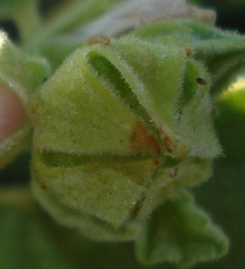 Althaea officinalis