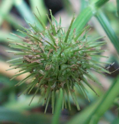 Oenanthe fistulosa / Finocchio acquatico fistoloso