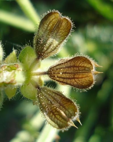 Salvia clandestina