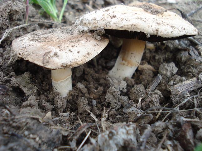 Agaricus bresadolanus