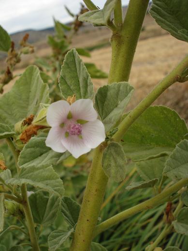 Althaea officinalis