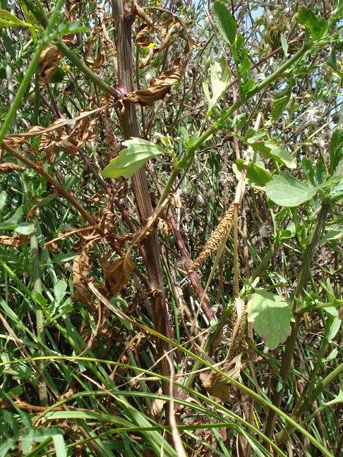 Jacobaea aquatica (= Senecio erraticus) /Senecione dei fossi
