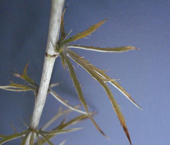 Eryngium tricuspidatum
