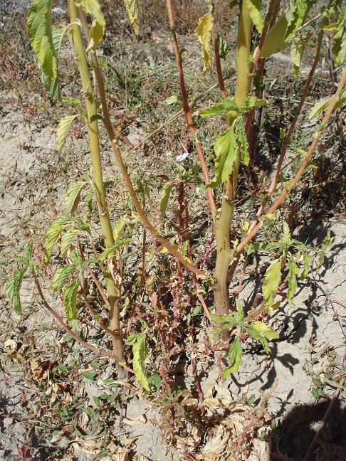 Amaranthus retroflexus L. / Amaranto comune