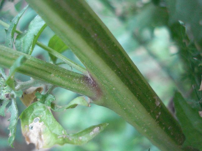 Chenopodiastrum (=Chenopodium) murale / Farinello murale