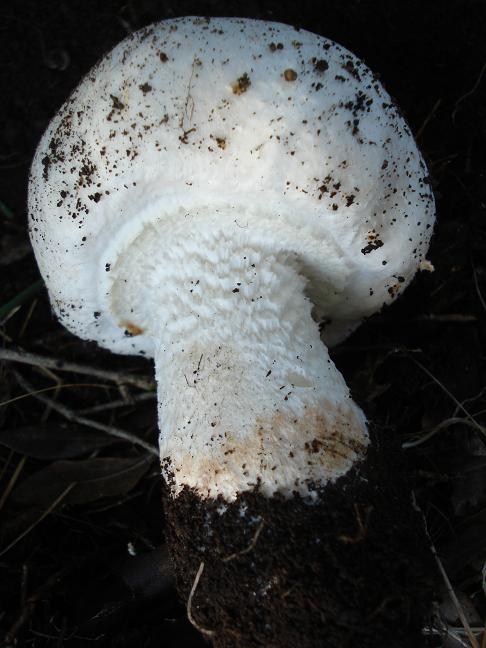 Agaricus chionodermus