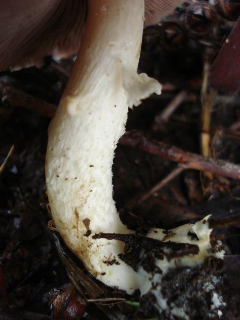 Agaricus sez. Minores