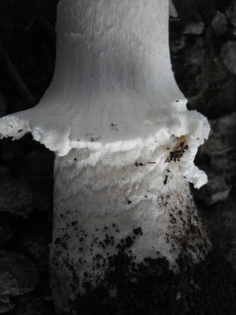 Agaricus chionodermus