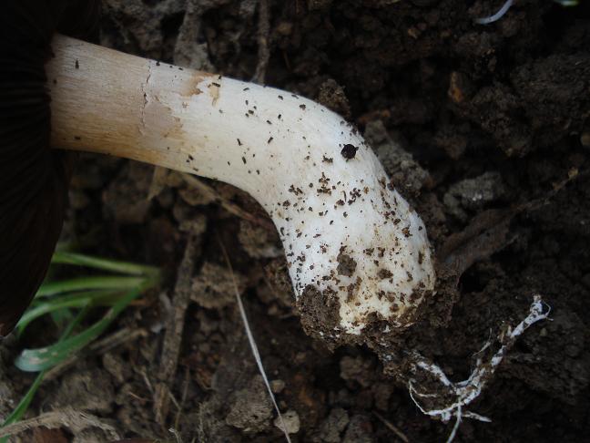 Agaricus bresadolanus