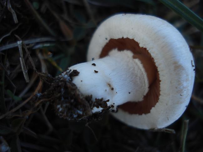 Agaricus campestris s.l.