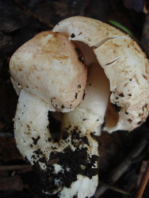 Agaricus sez. Minores