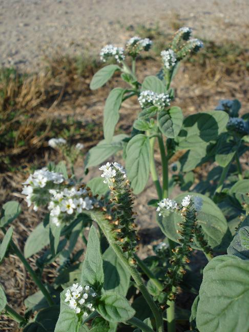 Heliotropiutm eropaeum