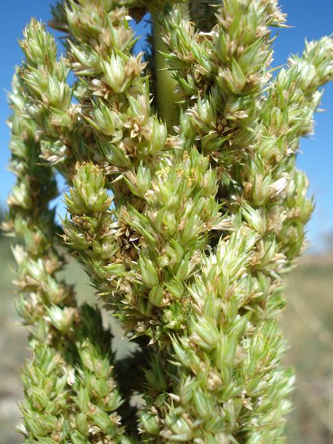 Amaranthus retroflexus L. / Amaranto comune